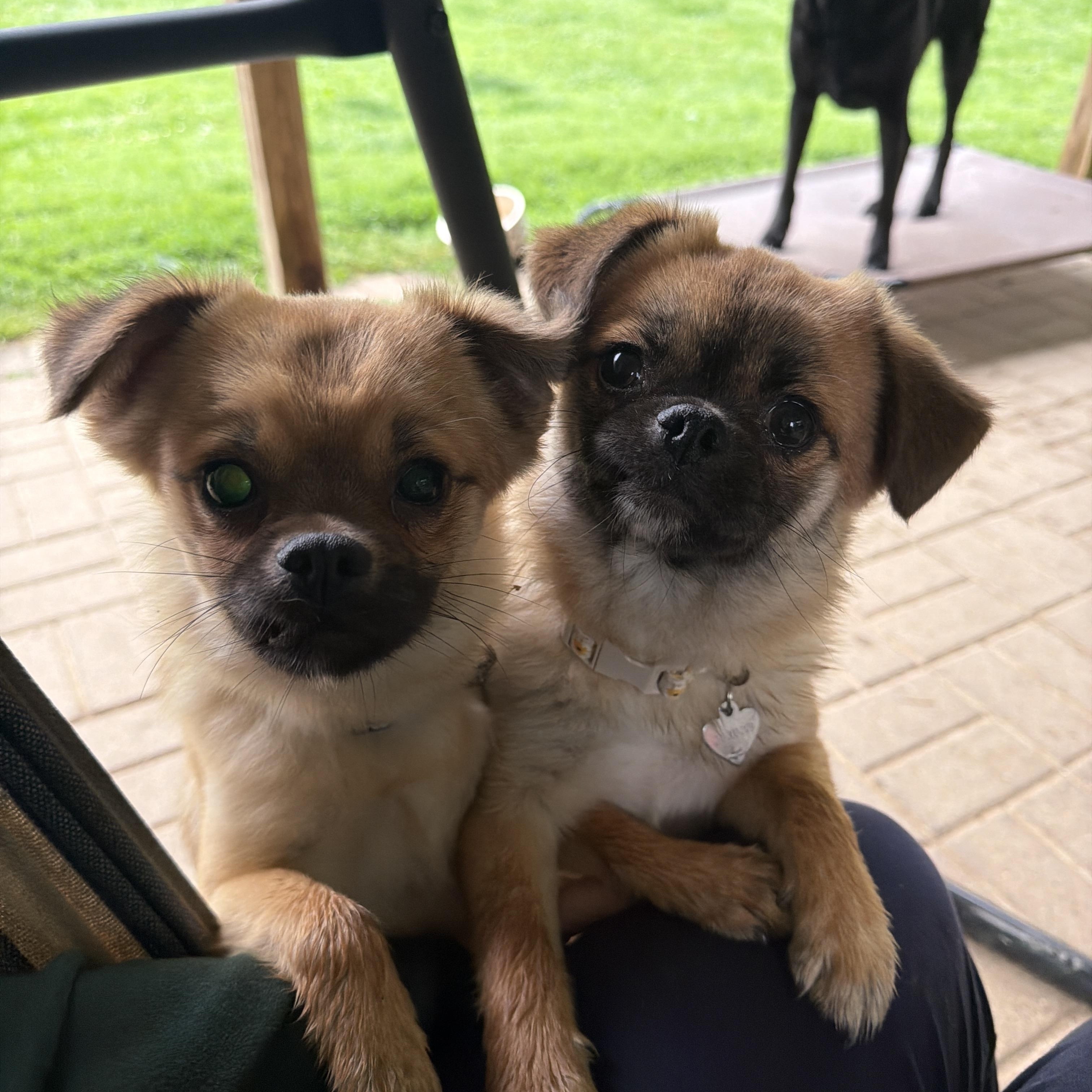 Enlarge Naomi, a ADOPTABLE mixed breed in Jeffersonville, IN image 4/6