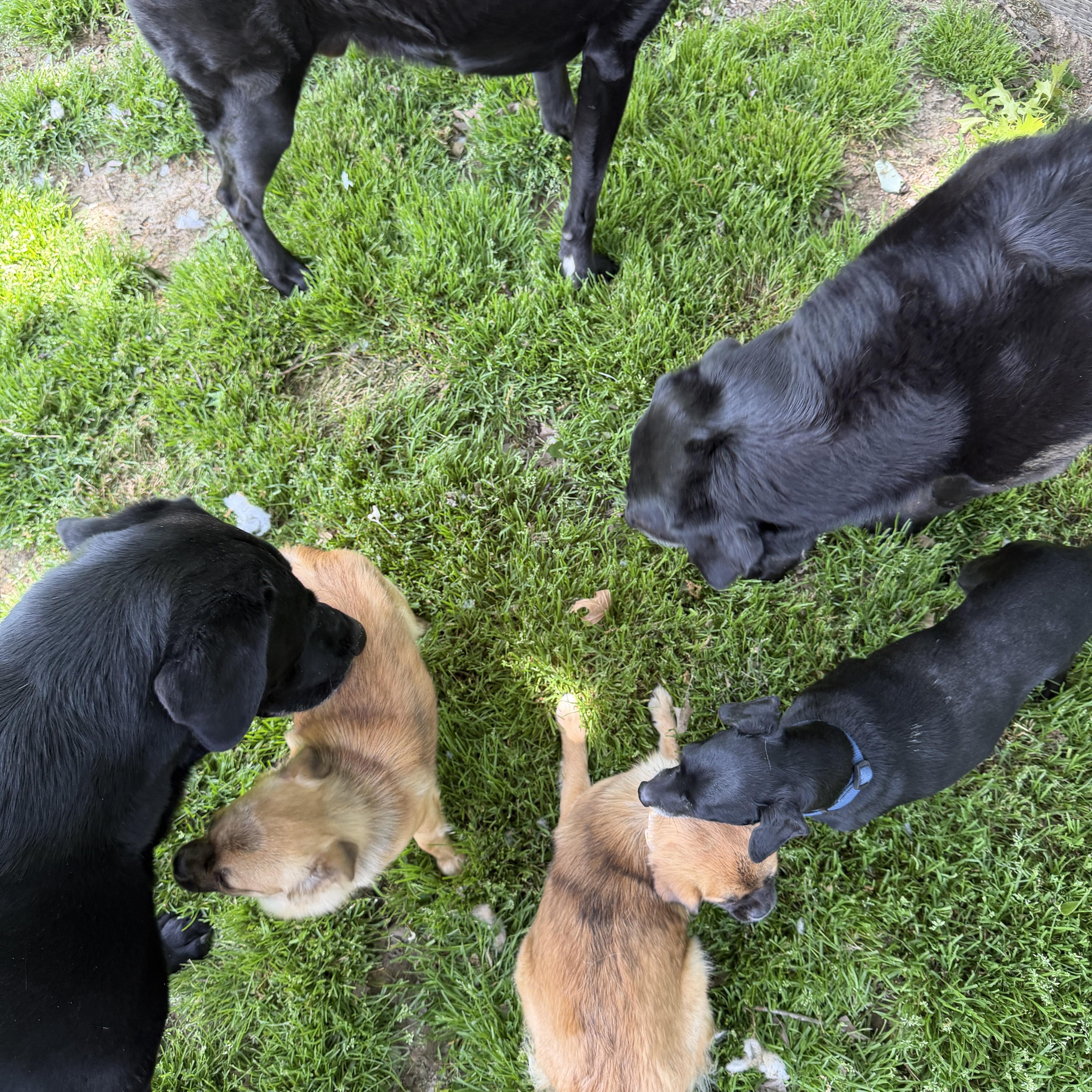 Enlarge Naomi, a ADOPTABLE mixed breed in Jeffersonville, IN image 3/6