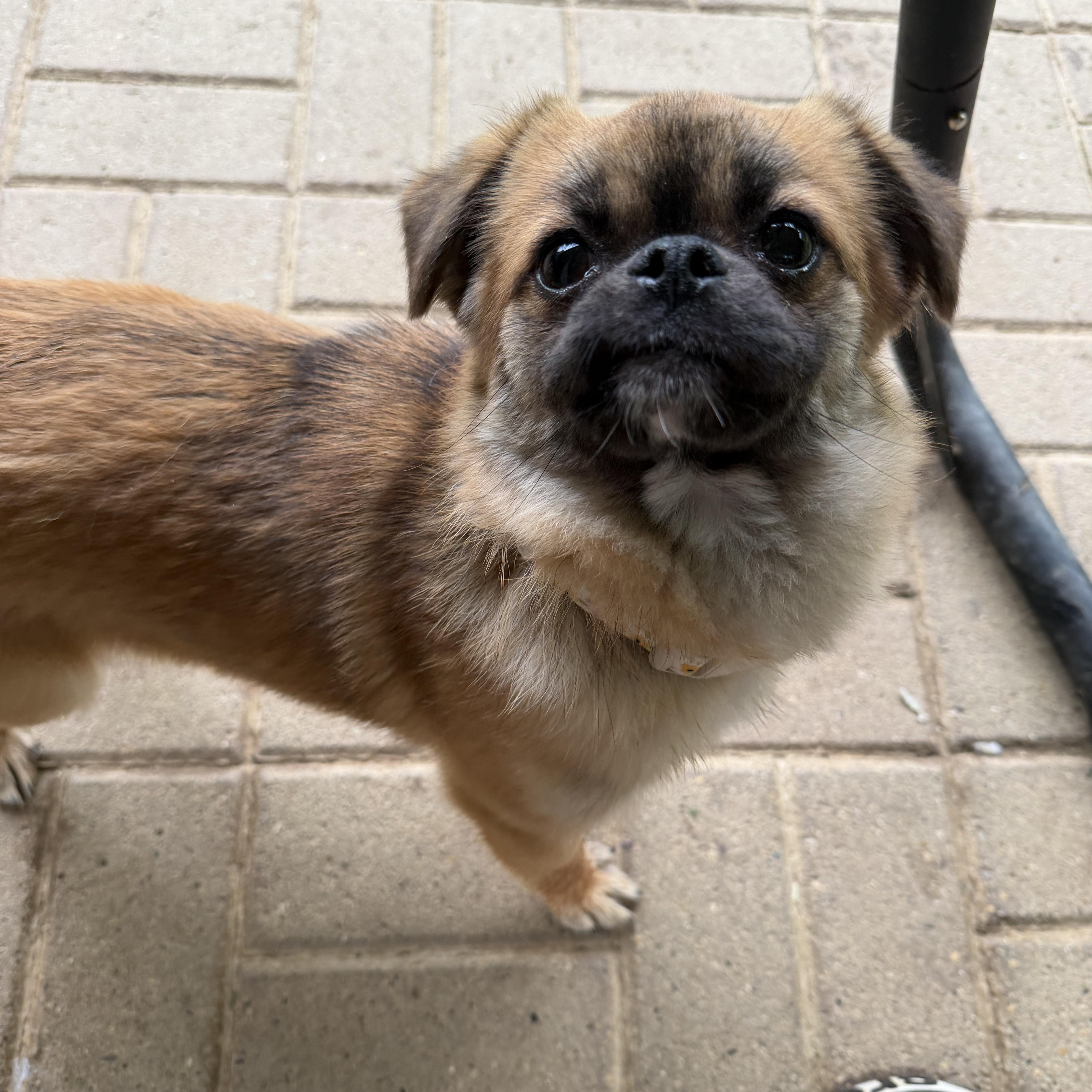 Enlarge Naomi, a ADOPTABLE mixed breed in Jeffersonville, IN image 5/6