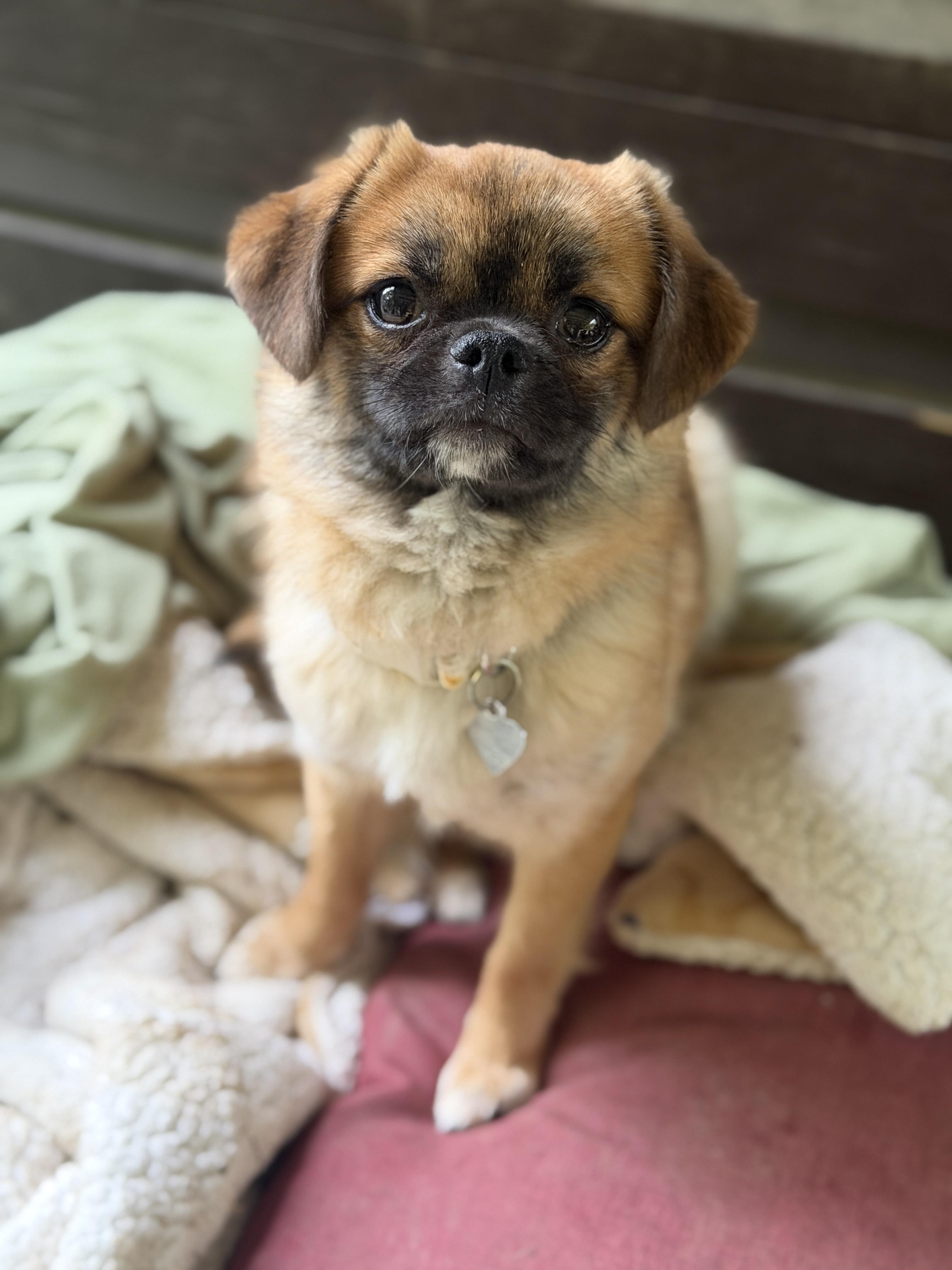 Naomi, ADOPTABLE, Puppy Female Japanese Chin & Pomeranian.