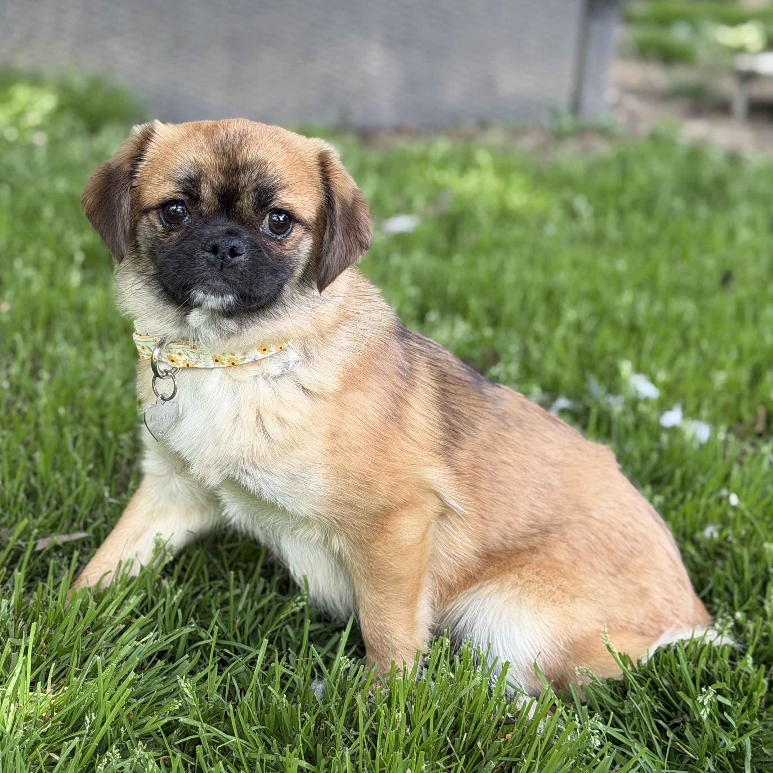 Enlarge Naomi, a ADOPTABLE mixed breed in Jeffersonville, IN image 2/6