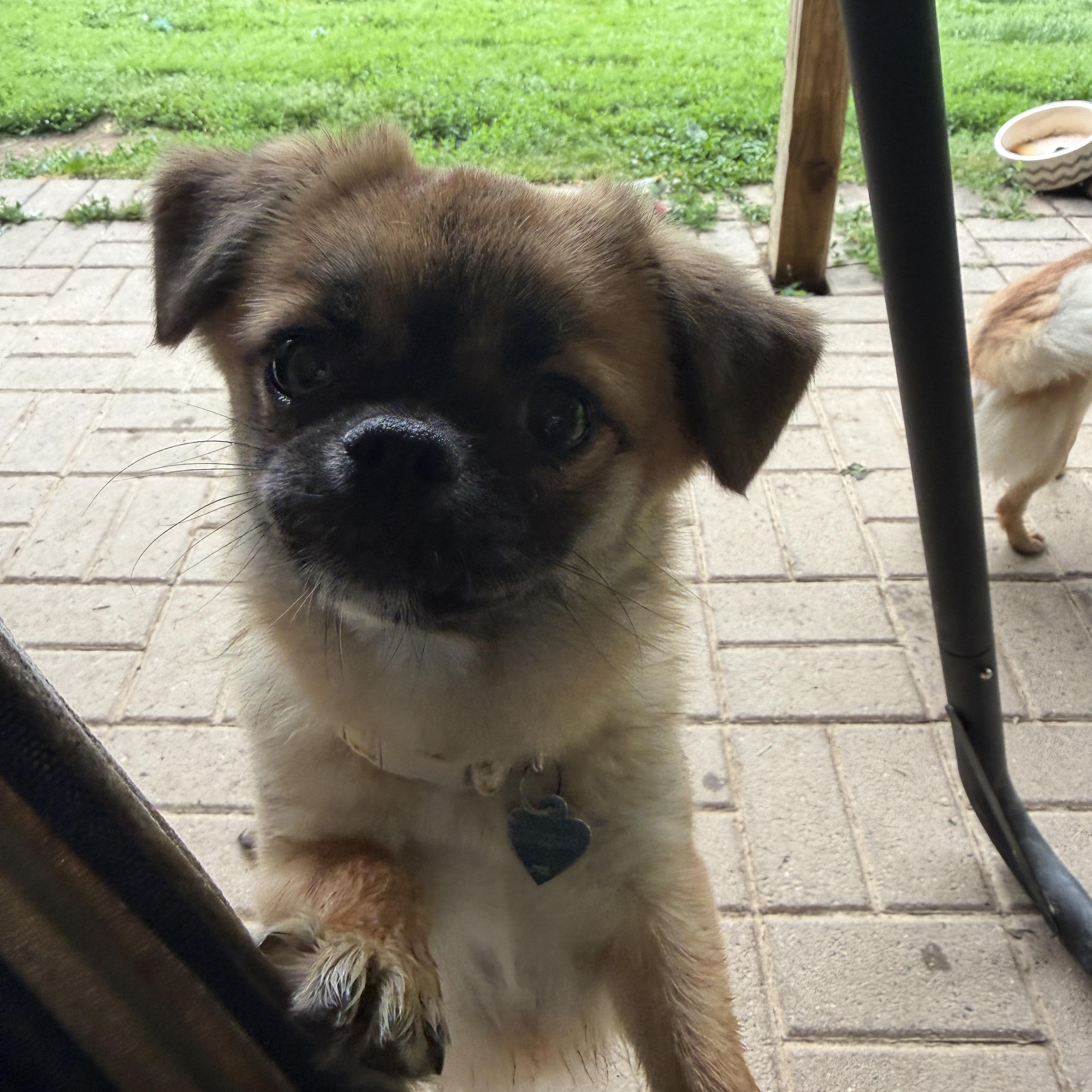 Enlarge Naomi, a ADOPTABLE mixed breed in Jeffersonville, IN image 6/6