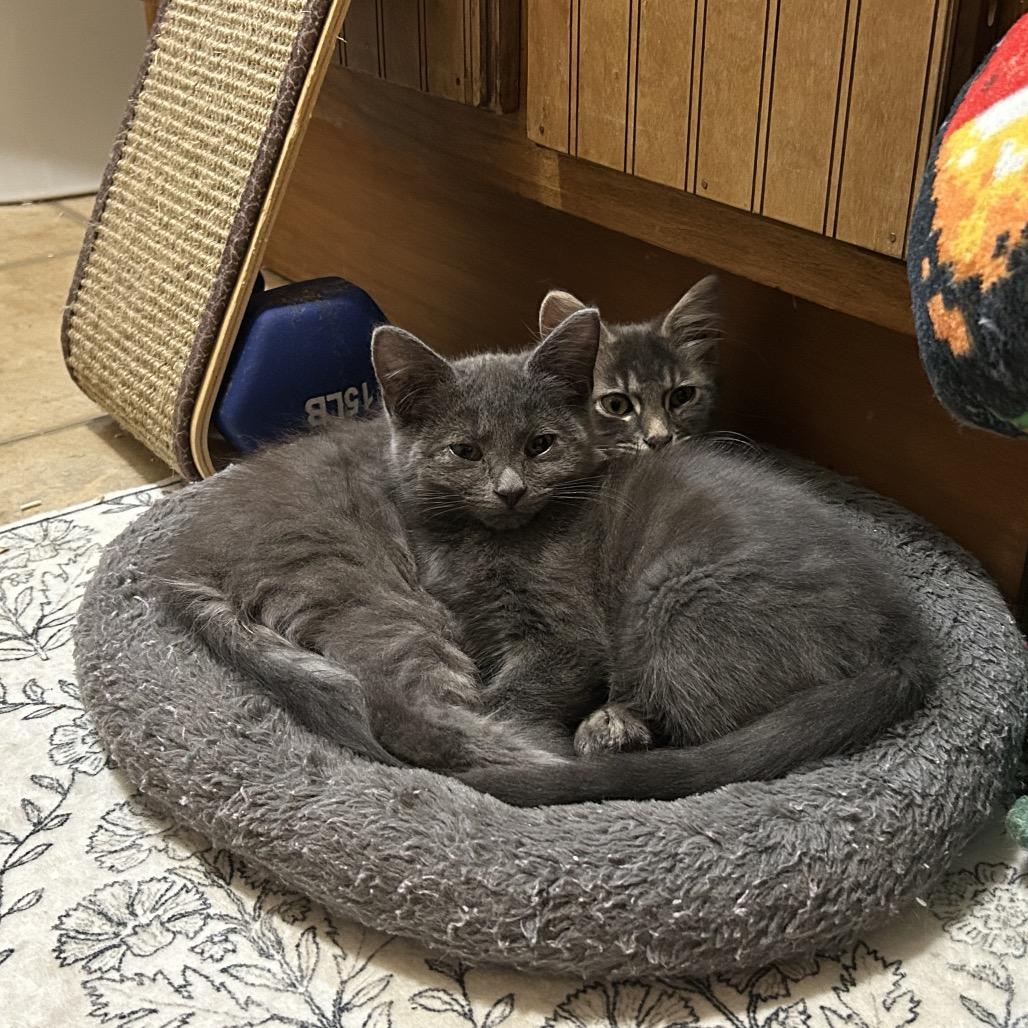 Enlarge Dorian, a Adoptable Domestic Short Hair in Johnstown, PA image 1/1
