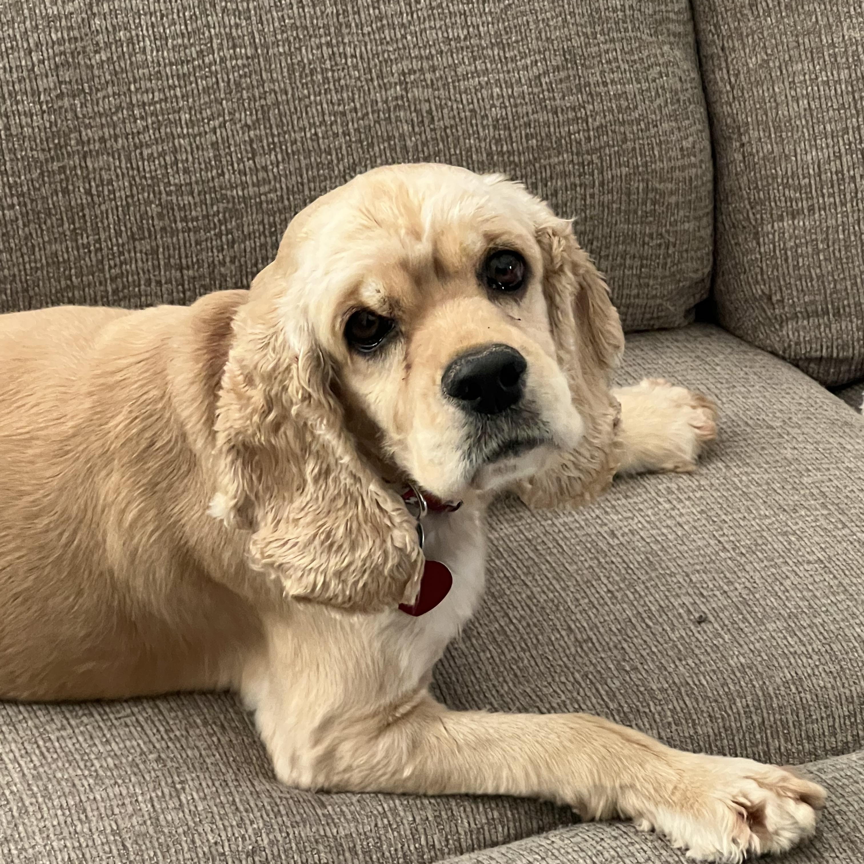 Dottie