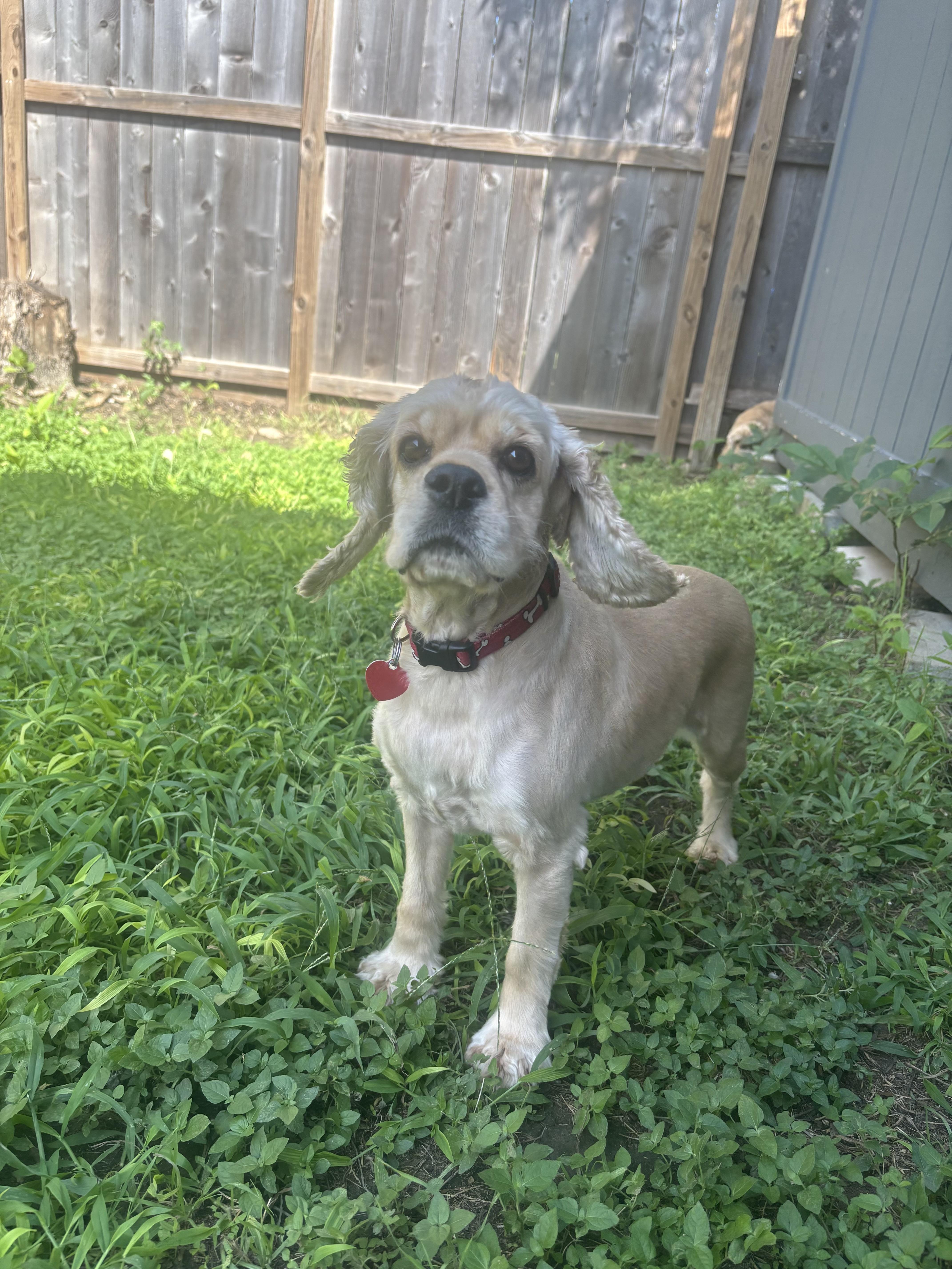 Dottie