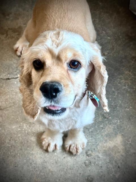 Dottie