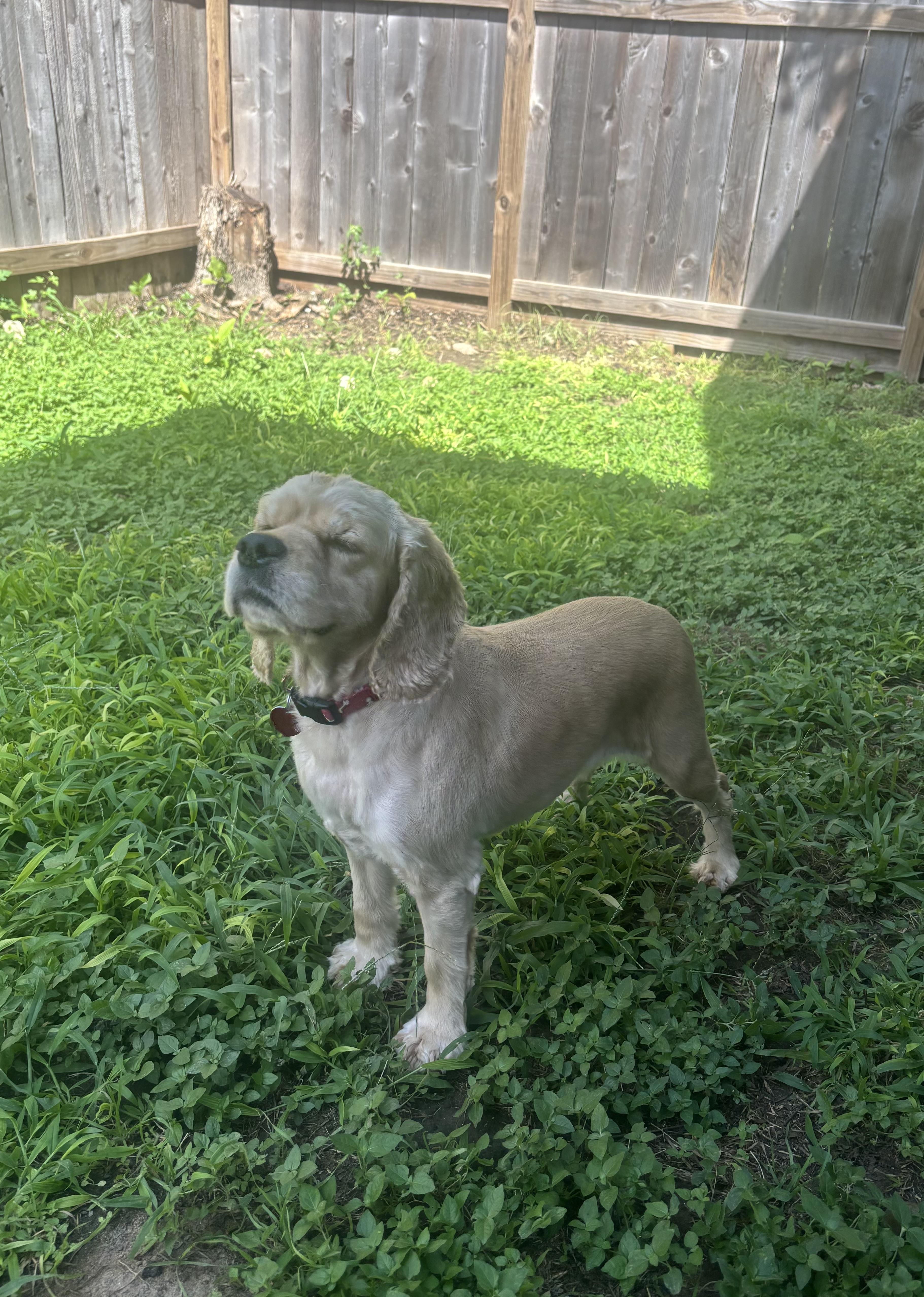 Dottie