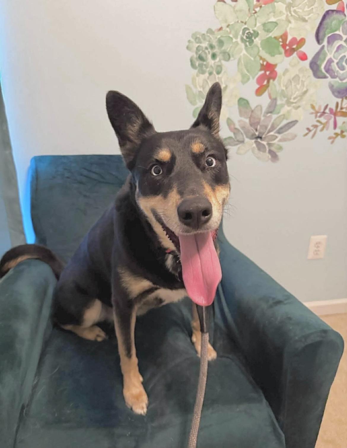 Cora - Courtesy Post, a Adoptable mixed breed in Chestertown, MD image 6/6
