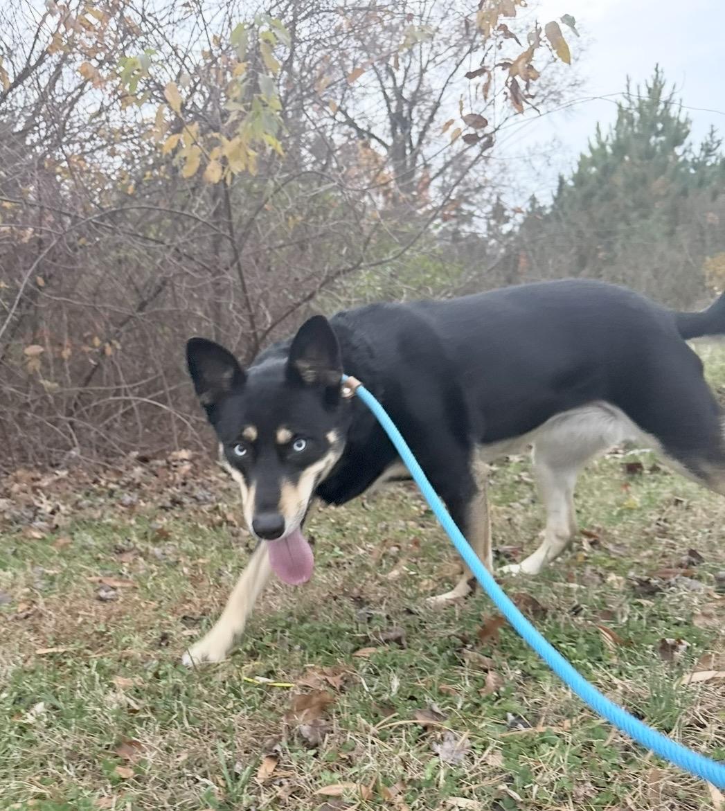Cora - Courtesy Post, a Adoptable mixed breed in Chestertown, MD image 5/6
