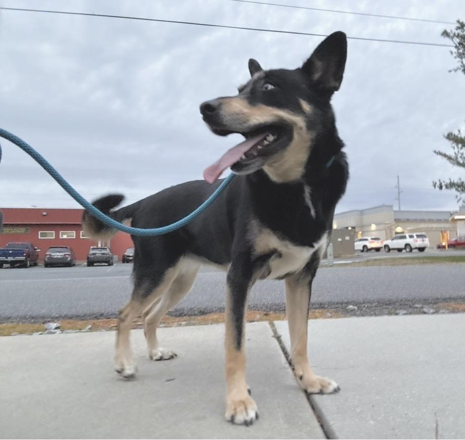 Cora - Courtesy Post, a Adoptable mixed breed in Chestertown, MD image 2/6