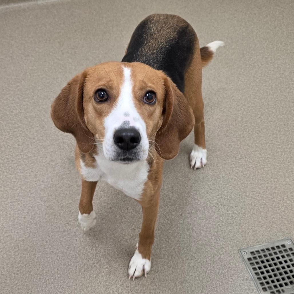 Enlarge Loretta, a Adoptable Hound in Chatham, VA image 1/3