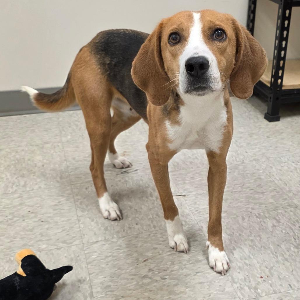 Enlarge Loretta, a Adoptable Hound in Chatham, VA image 2/3