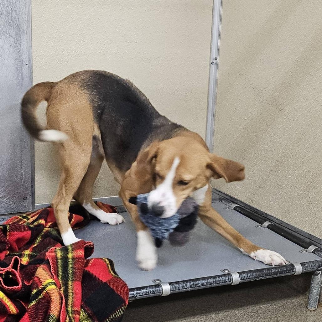 Enlarge Loretta, a Adoptable Hound in Chatham, VA image 3/3