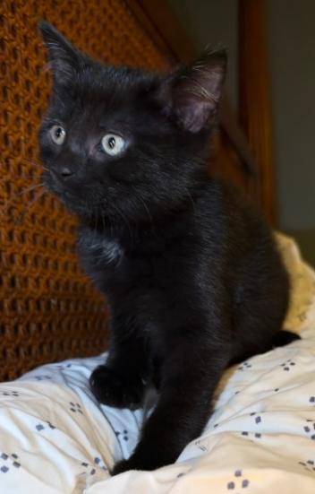 Enlarge Loki and Sylvie, a Adoptable American Shorthair in Union City, NJ image 4/6