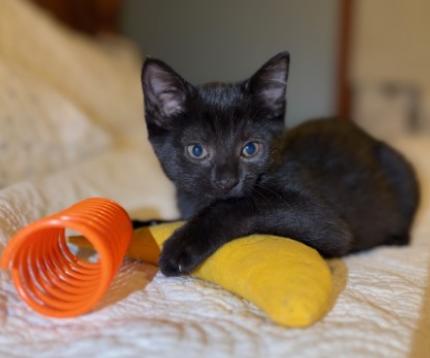 Enlarge Loki and Sylvie, a Adoptable American Shorthair in Union City, NJ image 5/6