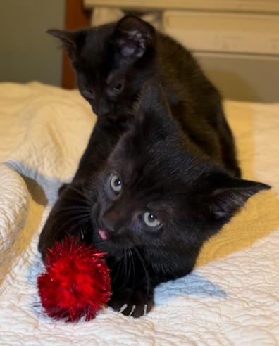 Enlarge Loki and Sylvie, a Adoptable American Shorthair in Union City, NJ image 1/6