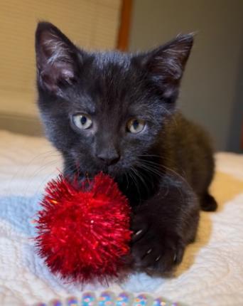 Enlarge Loki and Sylvie, a Adoptable American Shorthair in Union City, NJ image 3/6
