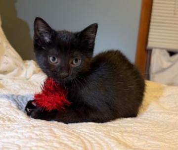 Enlarge Loki and Sylvie, a Adoptable American Shorthair in Union City, NJ image 6/6