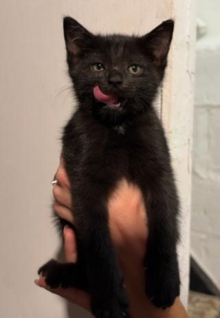 Enlarge Loki and Sylvie, a Adoptable American Shorthair in Union City, NJ image 2/6