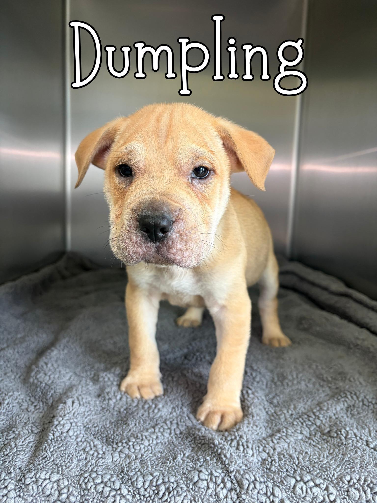 Dumpling, ADOPTABLE, Puppy Male Shar-Pei.