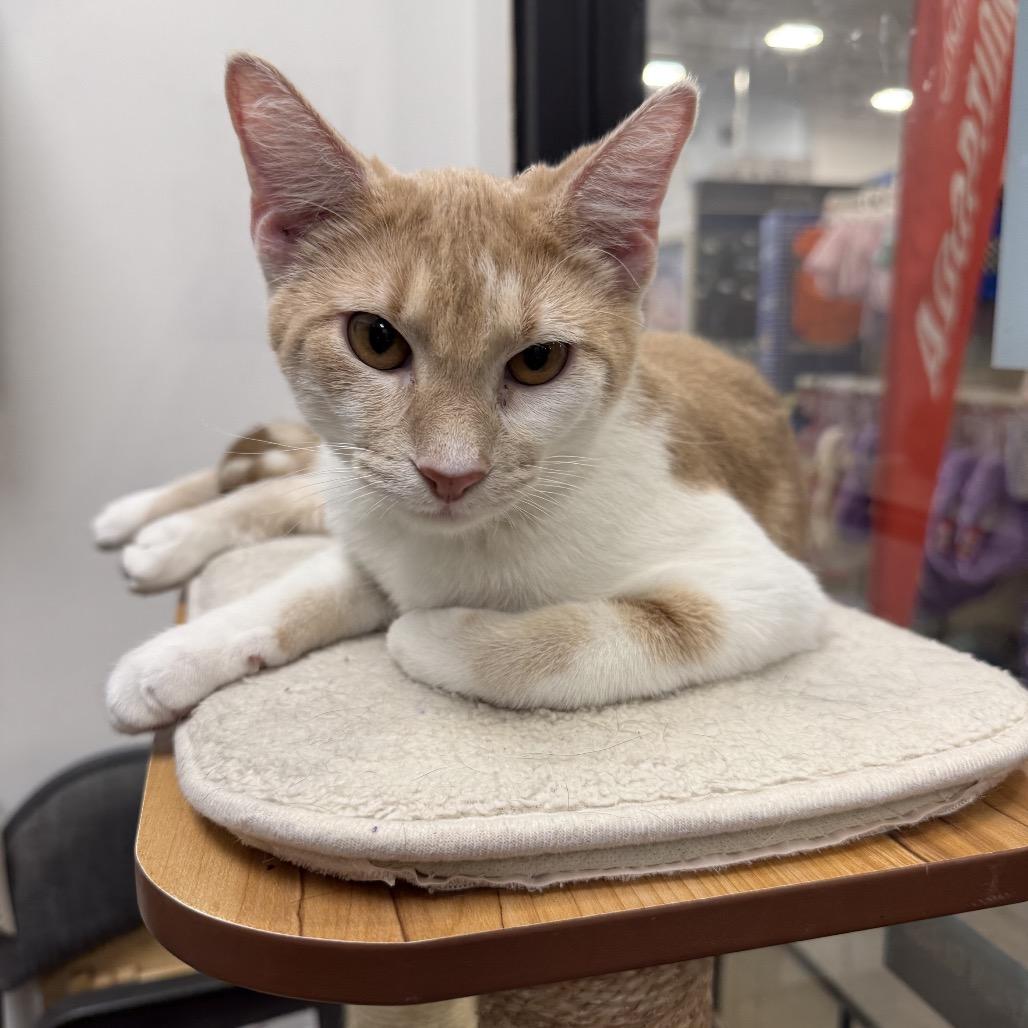 Enlarge Simba (S.L), a Adoptable American Shorthair in Overland Park, KS image 1/1
