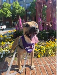 Bailey, a Adoptable mixed breed in Atlanta, GA image 1/3