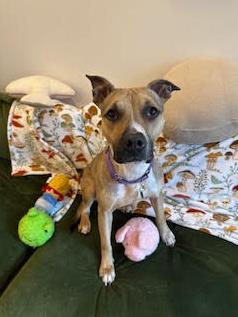 Bailey, a Adoptable mixed breed in Atlanta, GA image 2/3