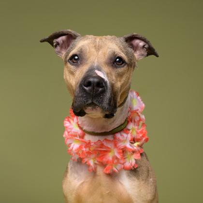 Bailey, a Adoptable mixed breed in Atlanta, GA image 3/3