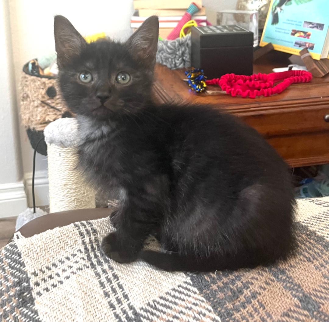 Enlarge George O'Malley, a Adoptable Domestic Medium Hair in San Juan Capistrano, CA image 1/1