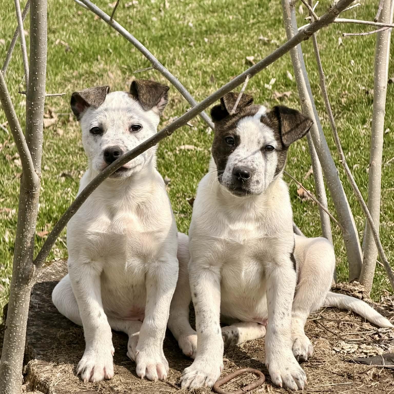 Enlarge Bobby, a Adoptable mixed breed in Blairstown, NJ image 4/6