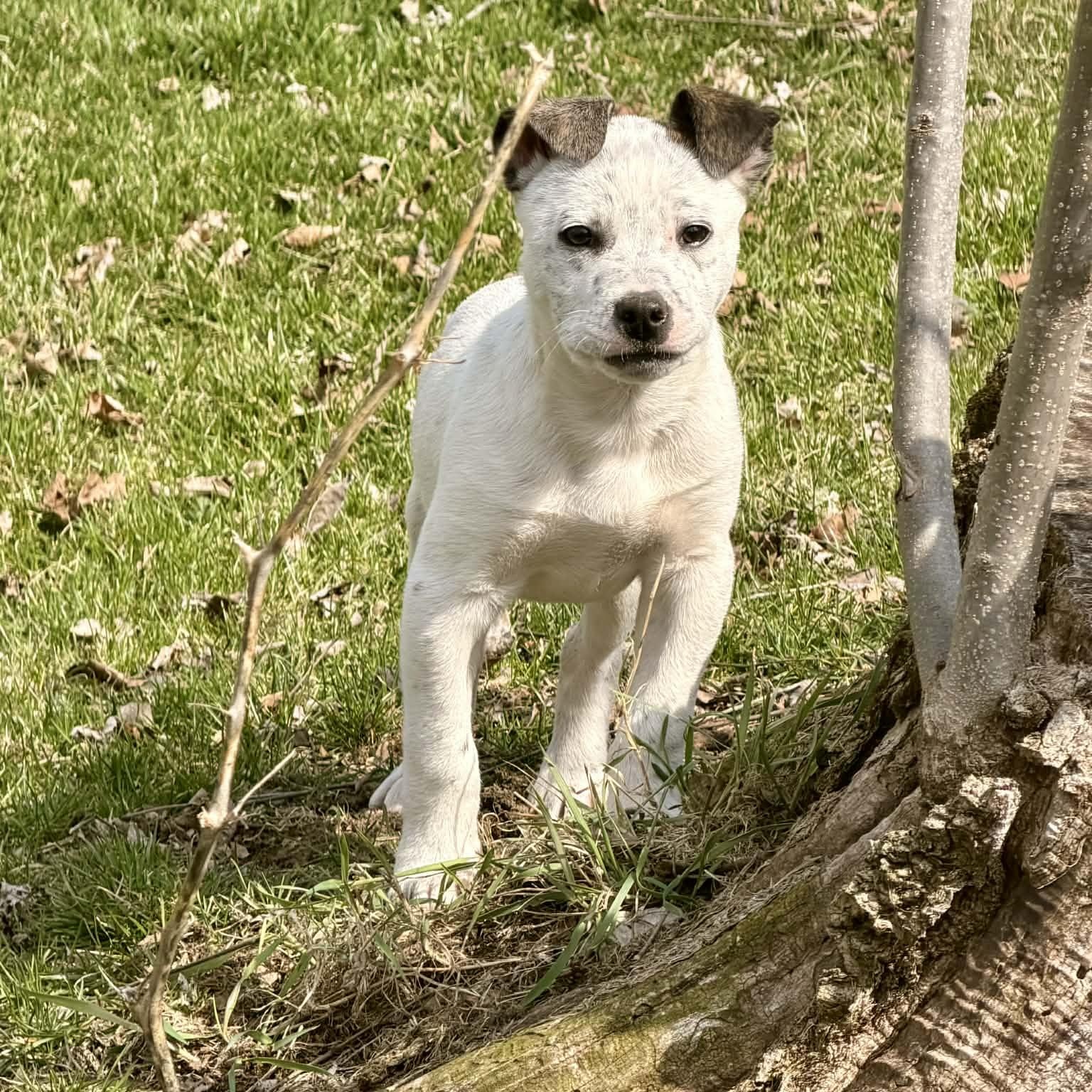 Enlarge Bobby, a Adoptable mixed breed in Blairstown, NJ image 2/6