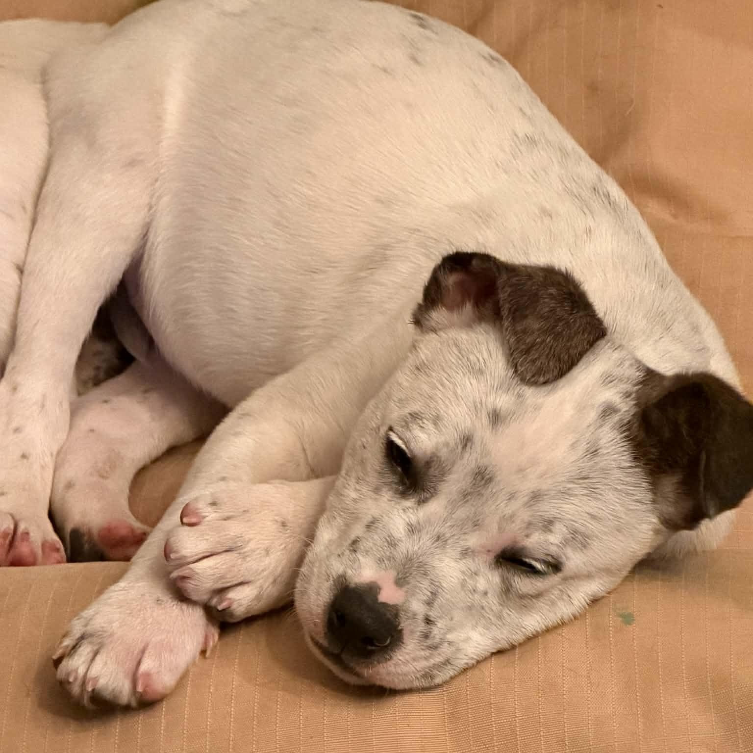 Bobby, Adoptable, Puppy Male Australian Cattle Dog / Blue Heeler.