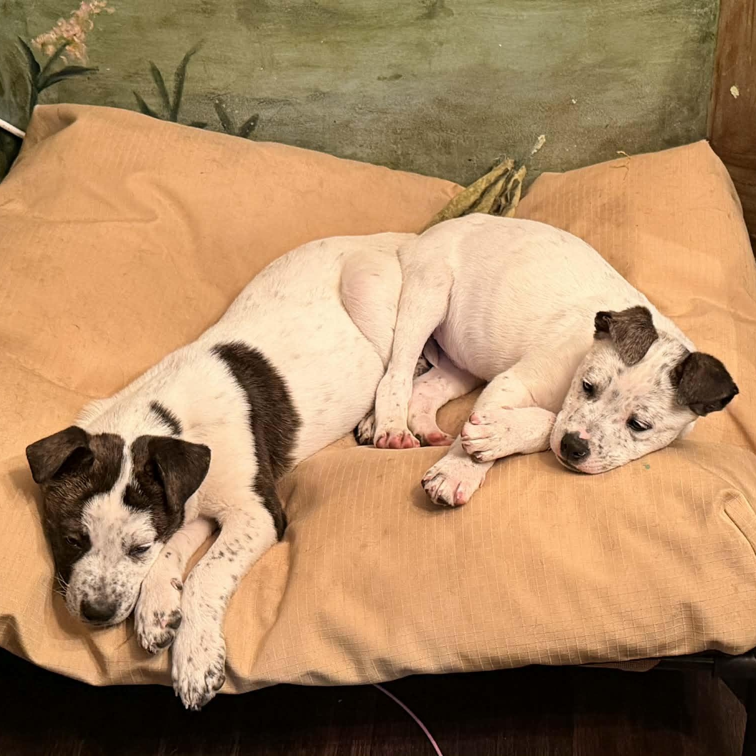 Enlarge Bobby, a Adoptable mixed breed in Blairstown, NJ image 3/6