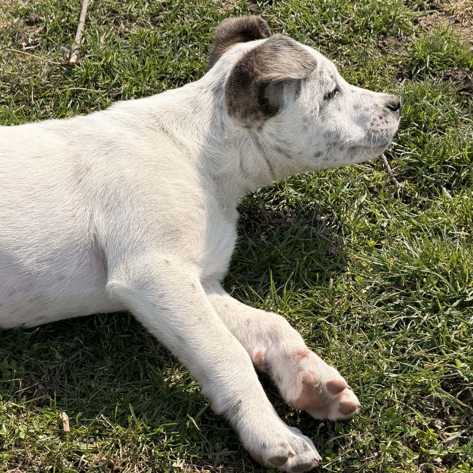 Enlarge Bobby, a Adoptable mixed breed in Blairstown, NJ image 5/6