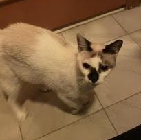 Aya, ADOPTABLE, Adult Female Domestic Short Hair.