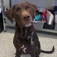 Enlarge Trigger, a ADOPTABLE mixed breed in Waldport, OR image 1/1