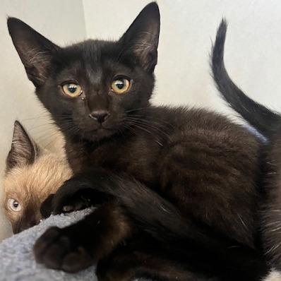 Silk, Adoptable, Kitten Female Domestic Short Hair.