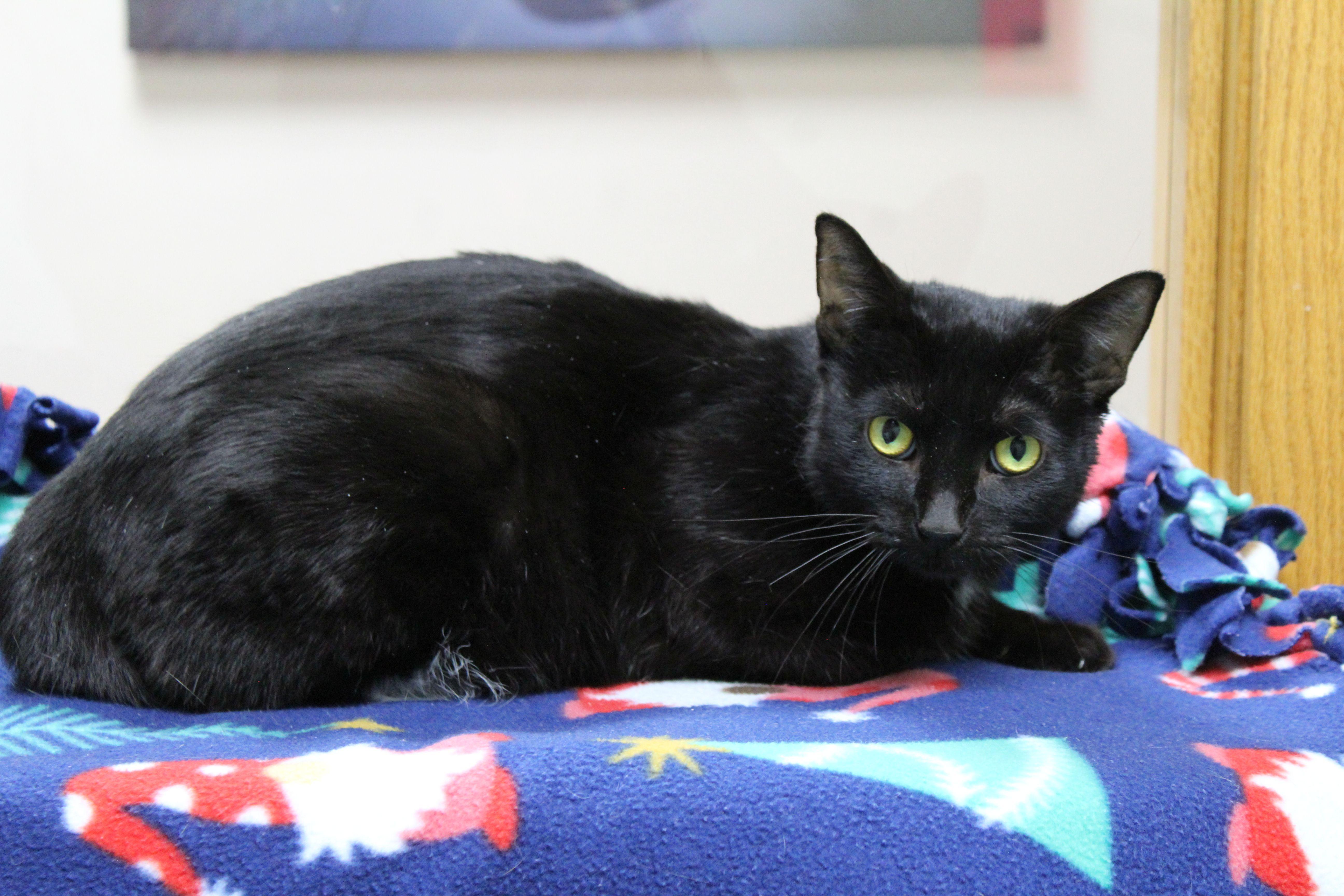 Enlarge Starlight, a ADOPTABLE Domestic Short Hair in Portage, WI image 1/2