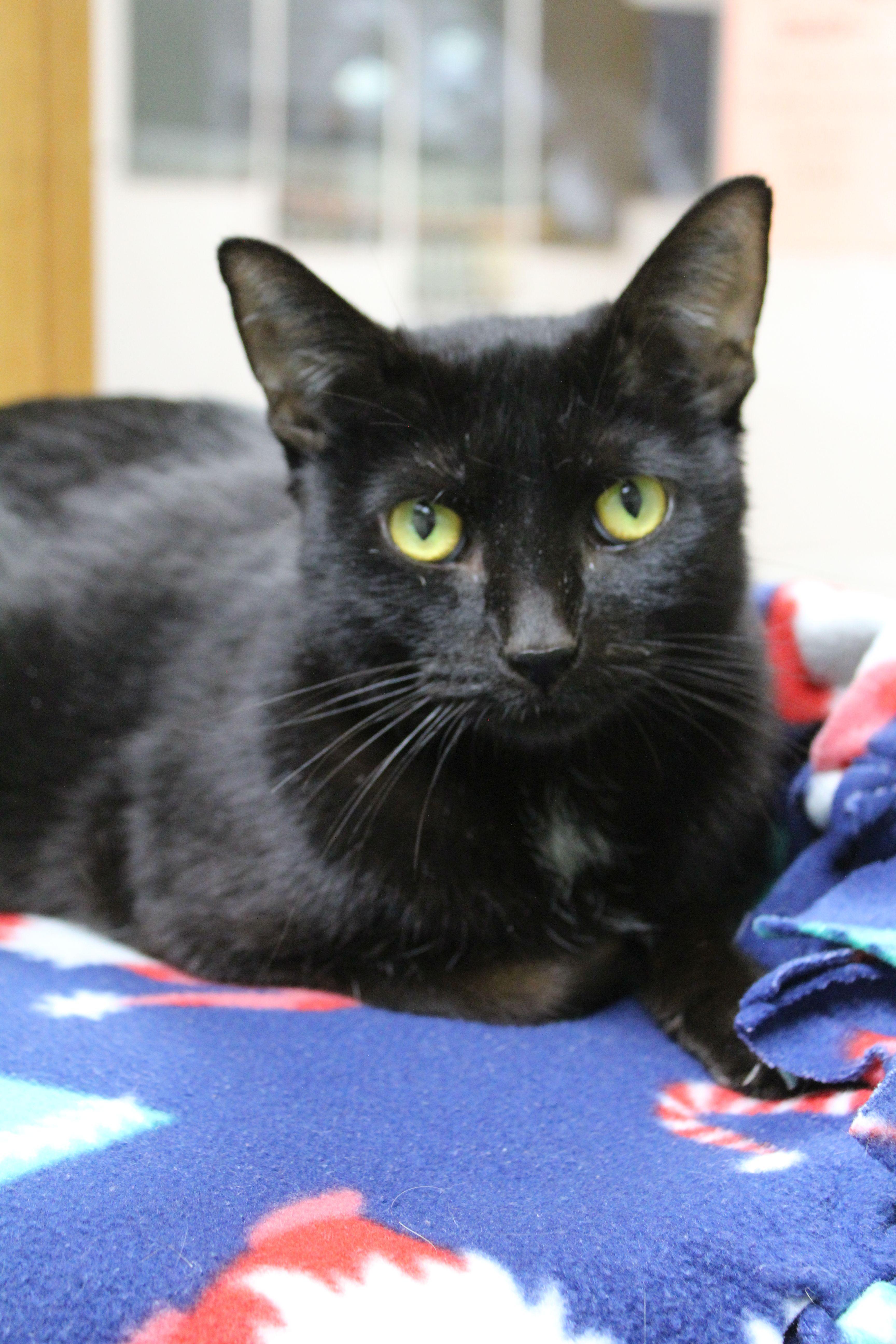 Enlarge Starlight, a ADOPTABLE Domestic Short Hair in Portage, WI image 2/2