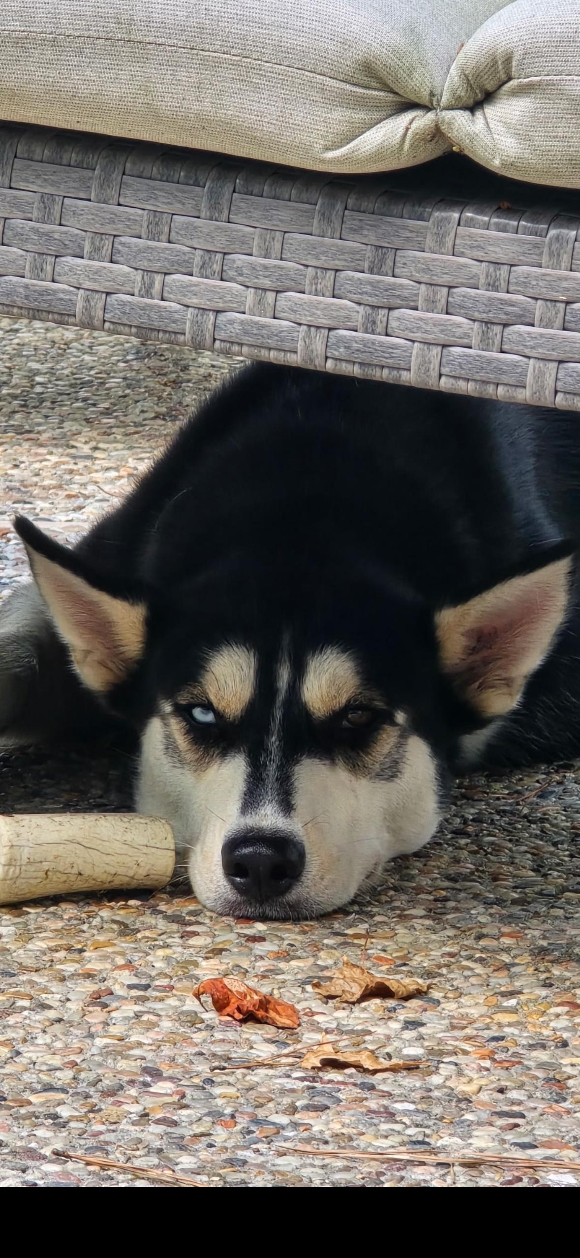 Oscar