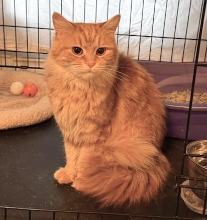 Enlarge Aprikat, an adopted Domestic Short Hair in West Orange, NJ image 3/3