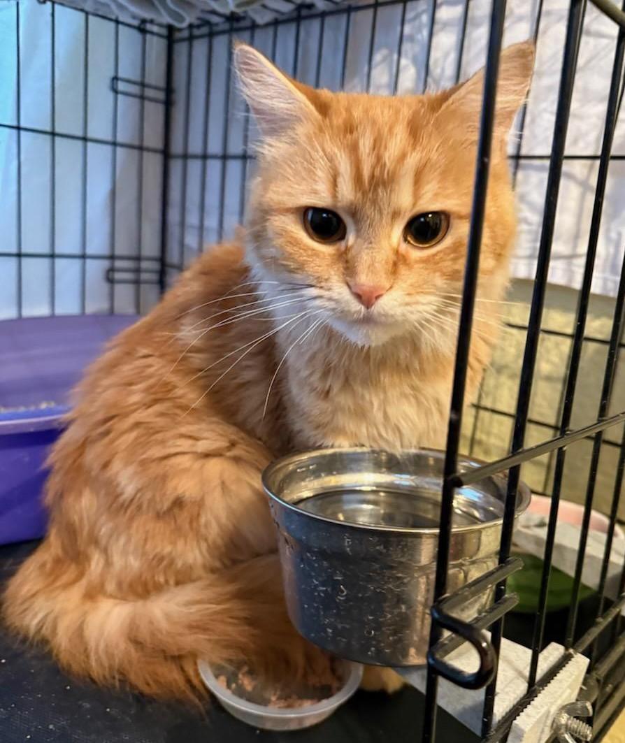 Enlarge Aprikat, an adopted Domestic Short Hair in West Orange, NJ image 2/3