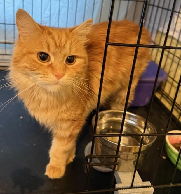 Aprikat, adopted, Adult Female Domestic Short Hair.