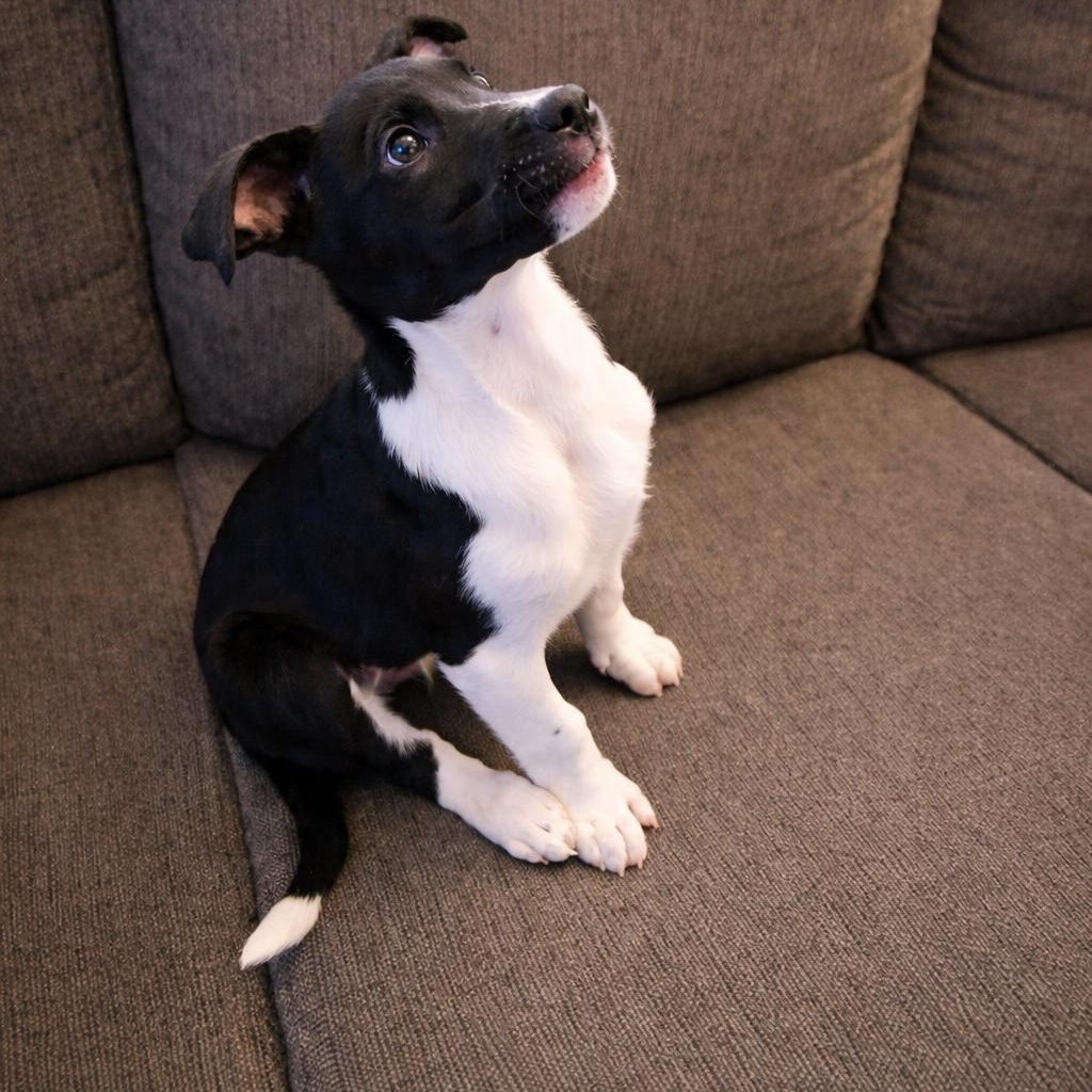 Princess, adopted, Puppy Female Mixed Breed.