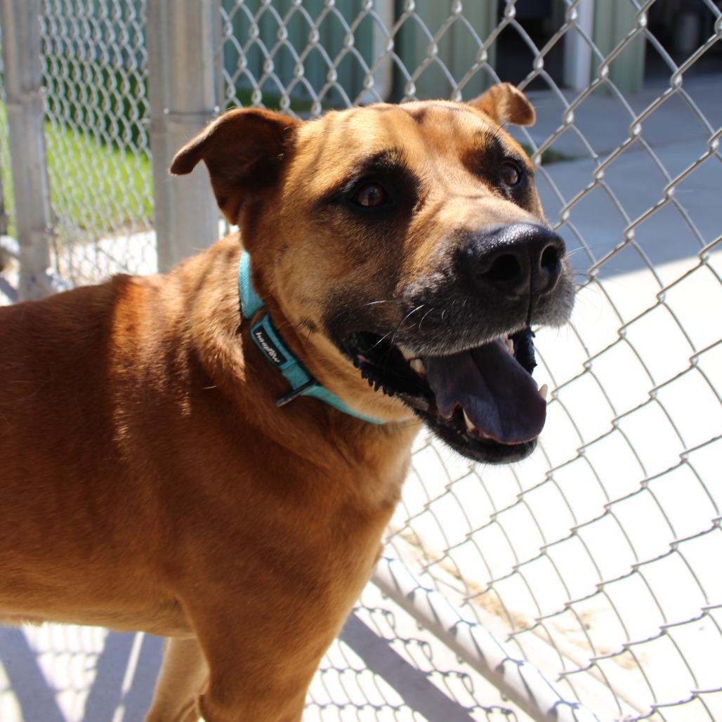 Benji, a Adoptable mixed breed in McPherson, KS image 1/6