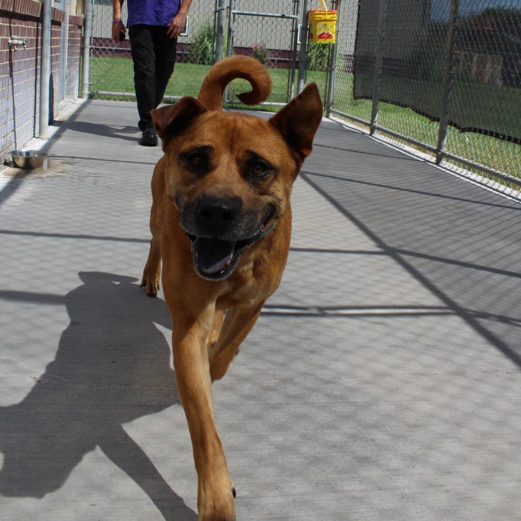 Benji, a Adoptable mixed breed in McPherson, KS image 5/6