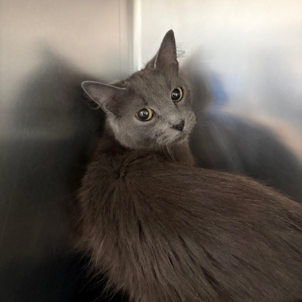 Airyana, Adoptable, Adult Female Domestic Medium Hair.