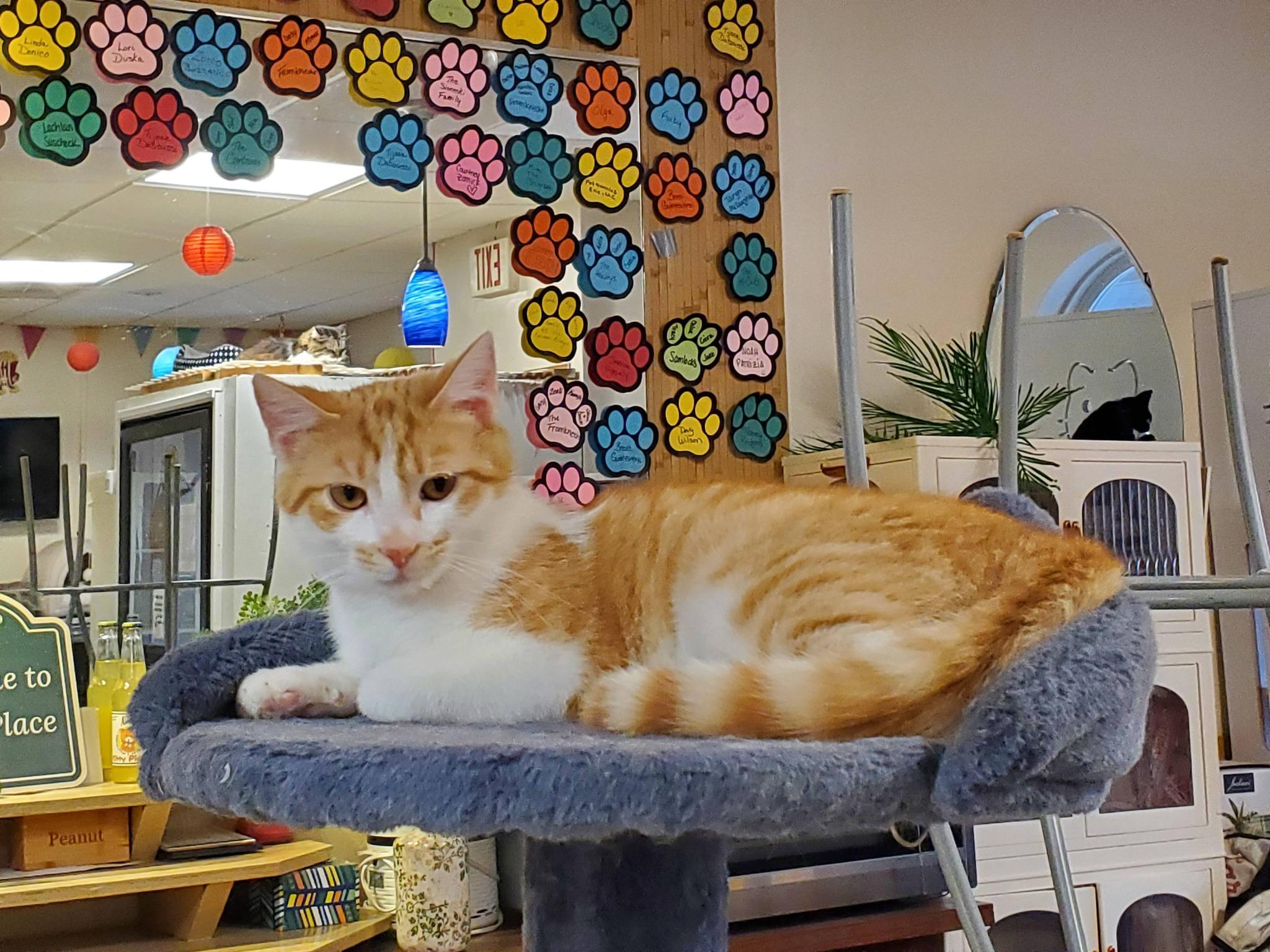Sylvia , ADOPTABLE, Kitten Female Domestic Short Hair.