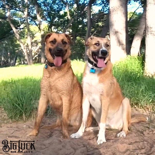 Jesse - Therapy Dog w/Pet Partners, a Adopted mixed breed in Cottonwood, AZ image 1/8