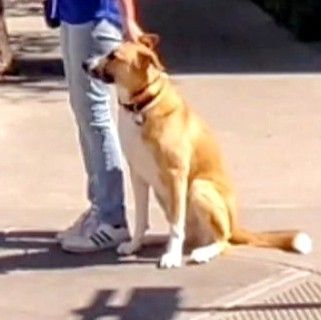 Jesse - Therapy Dog w/Pet Partners, a Adopted mixed breed in Cottonwood, AZ image 3/8